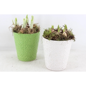 arr4 Bollenmix MB - Ker. pot groen/wit x6