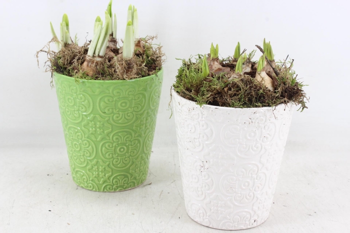 <h4>arr4 Bollenmix MB - Ker. pot groen/wit x6</h4>