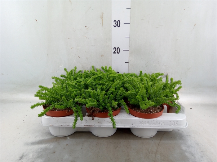 <h4>Crassula   ...</h4>
