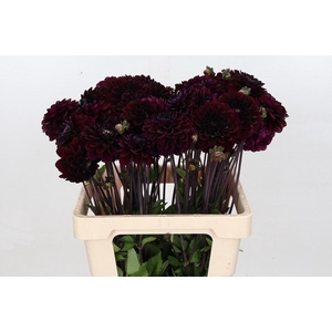 Dahlia Dark Isa
