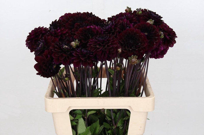 <h4>Dahlia Dark Isa</h4>