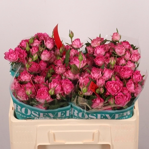 R TR ELECTRIC ROSEVE