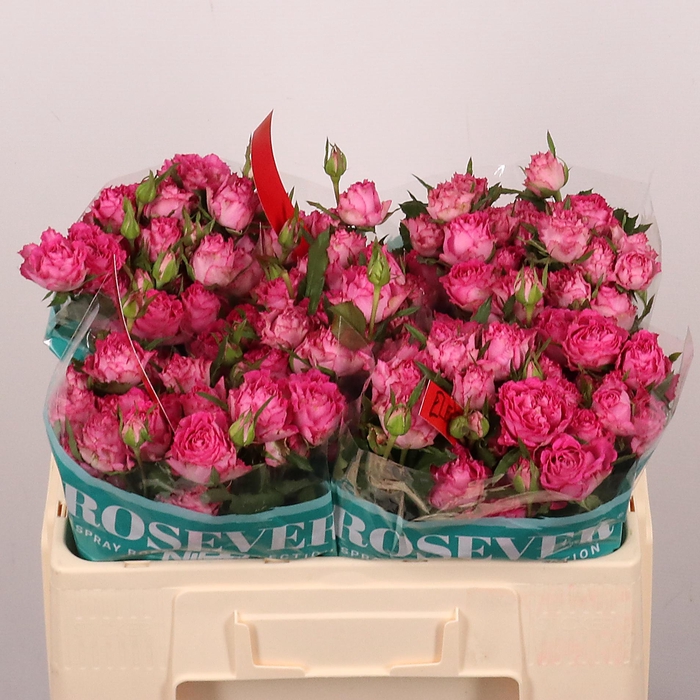 <h4>R TR ELECTRIC ROSEVE</h4>