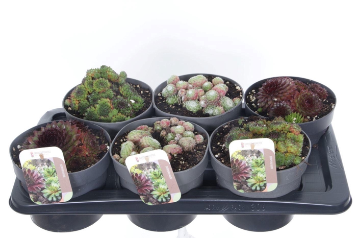 <h4>Sempervivum gemengd</h4>