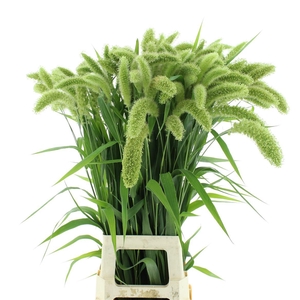 Setaria It Voll Melk