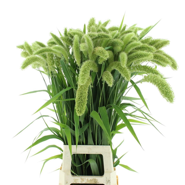 <h4>Setaria It Voll Melk</h4>