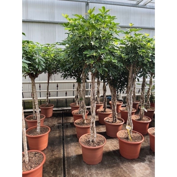 <h4>Schefflera arboricola 'Compacta'</h4>