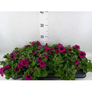 Petunia  'Sunpleasure Purple'