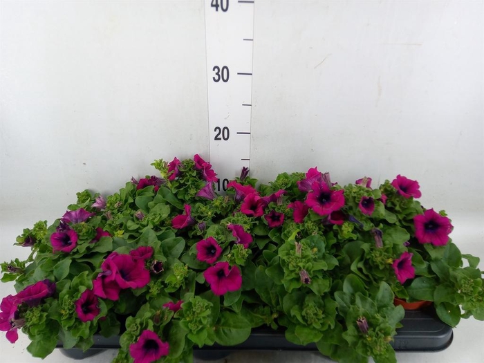 <h4>Petunia 'Sunpleasure Purple'</h4>