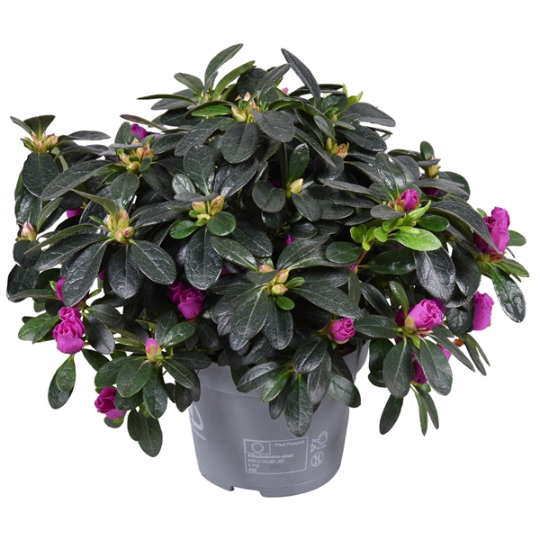 <h4>Azalea 'Flamenco' paars 13cm</h4>