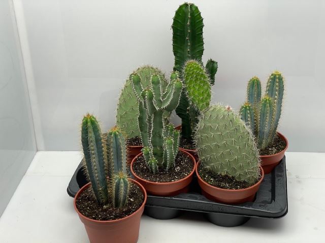 <h4>Cactus gemengd</h4>
