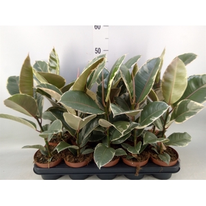 Ficus elastica 'Tineke'