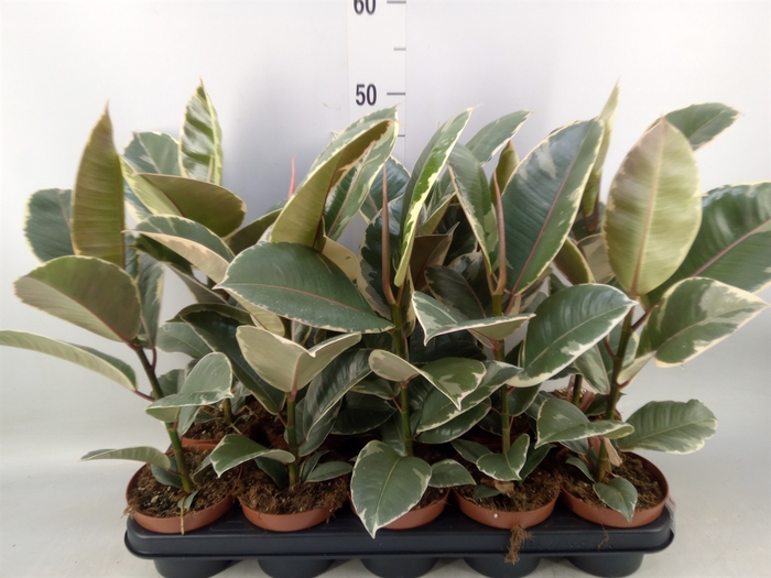 <h4>Ficus elastica 'Tineke'</h4>