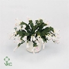 Schlumbergera White