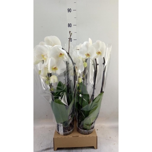 Phalaenopsis  'Elegant Cascade'