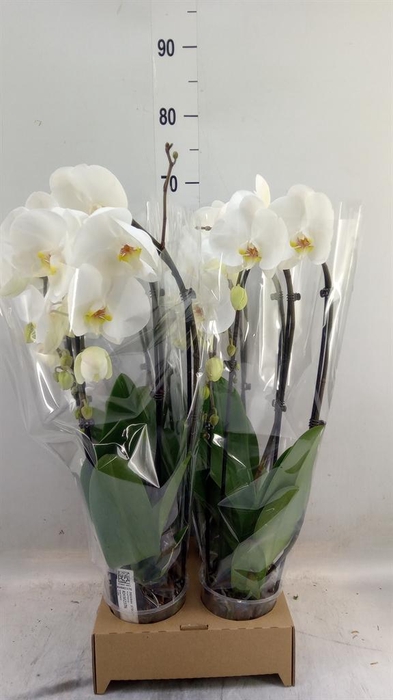 <h4>Phalaenopsis  'Elegant Cascade'</h4>