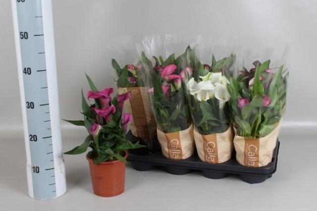 <h4>ZANT GEM 7 KL</h4>