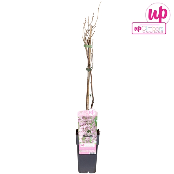 <h4>Wisteria floribunda Rosea P15</h4>