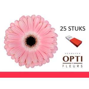 GE GR DULCIE-Doosx25