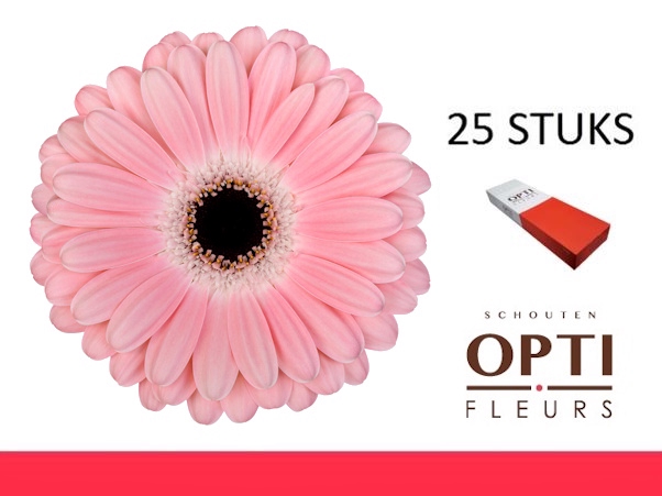 <h4>GE GR DULCIE-Doosx25</h4>