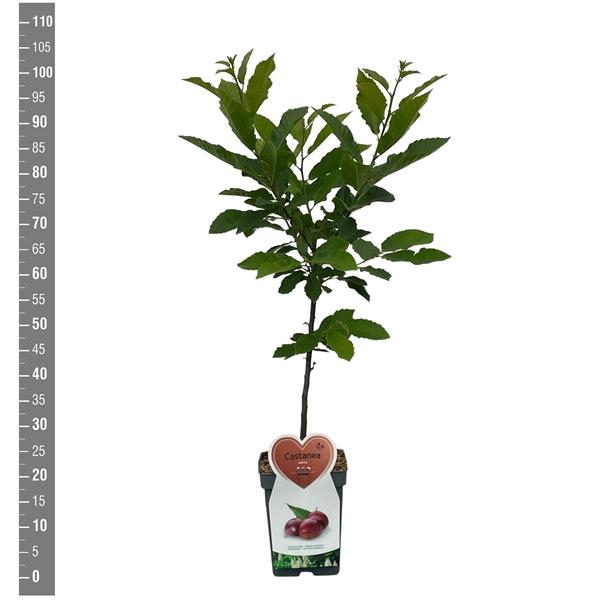<h4>Castanea sativa Patioboom</h4>