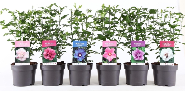 Hibiscus syriacus