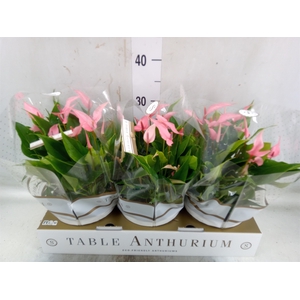 Anthurium andr. 'Lilli'