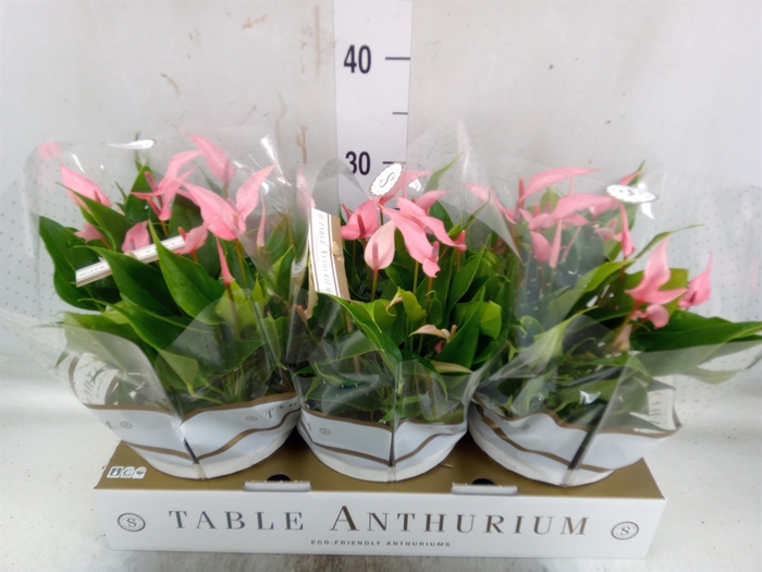 <h4>Anthurium andr. 'Lilli'</h4>