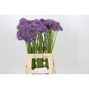 Allium Violet Beauty