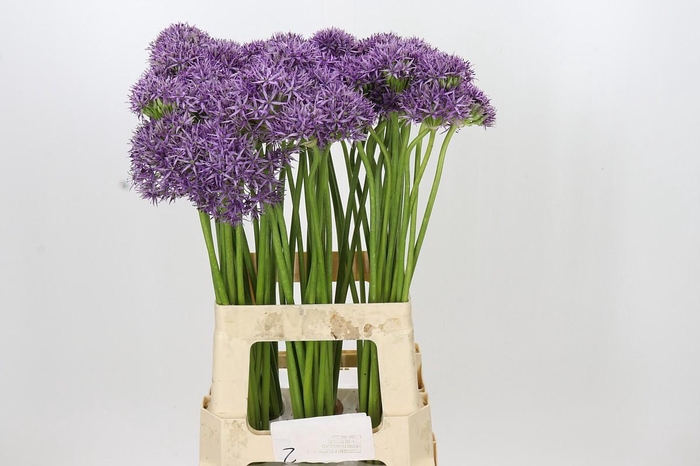 <h4>Allium Violet Beauty</h4>