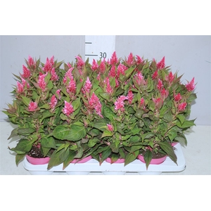 Celosia Arg Kelos Fire Pink