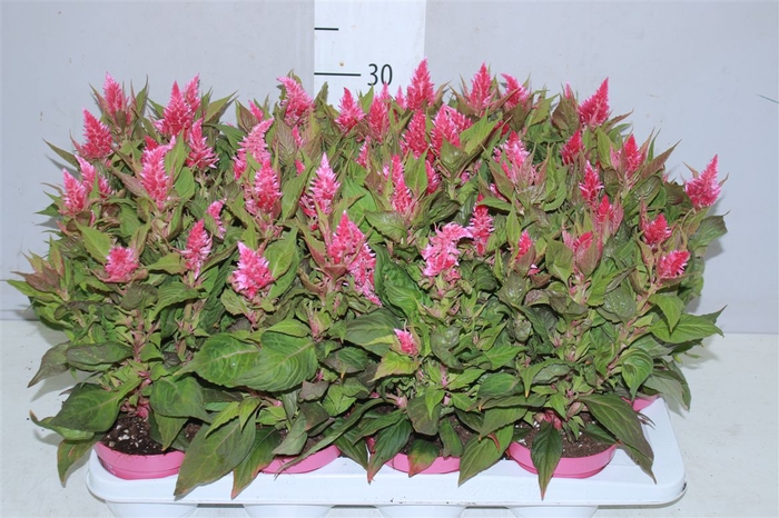 <h4>Celosia Arg Kelos Fire Pink</h4>