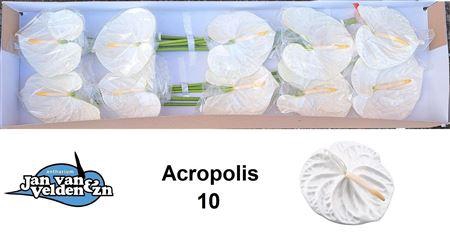 <h4>ANTH A ACROPOLIS X10</h4>