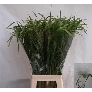 Siergras Panic Fountain