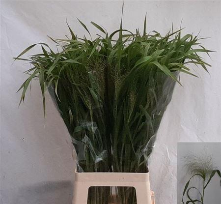 <h4>Siergras Panic Fountain</h4>