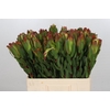 Leucadendron Laurel Yellow