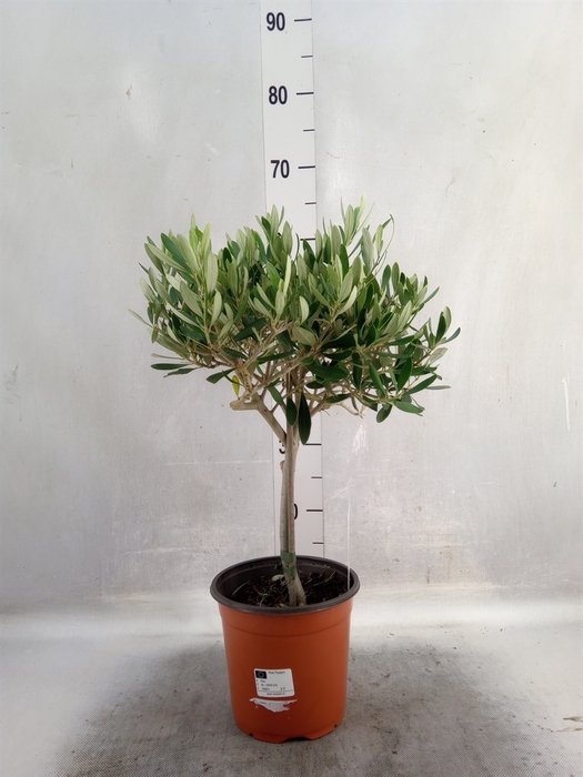 <h4>Olea europaea</h4>