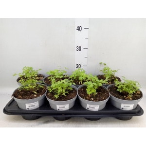 Levisticum officinale