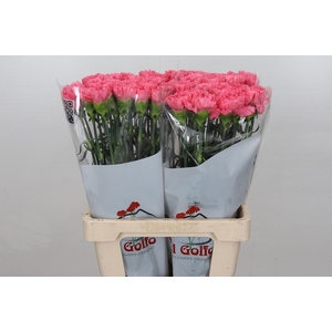 Dianthus St Cerisier*