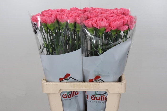 <h4>Dianthus St Cerisier*</h4>
