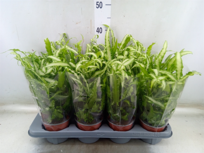 <h4>Pteris cretica 'Albolineata'</h4>