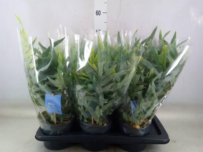 <h4>Phlebodium aureum 'Blue Star'</h4>