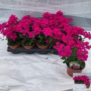 VERBE VEN NEON PINK
