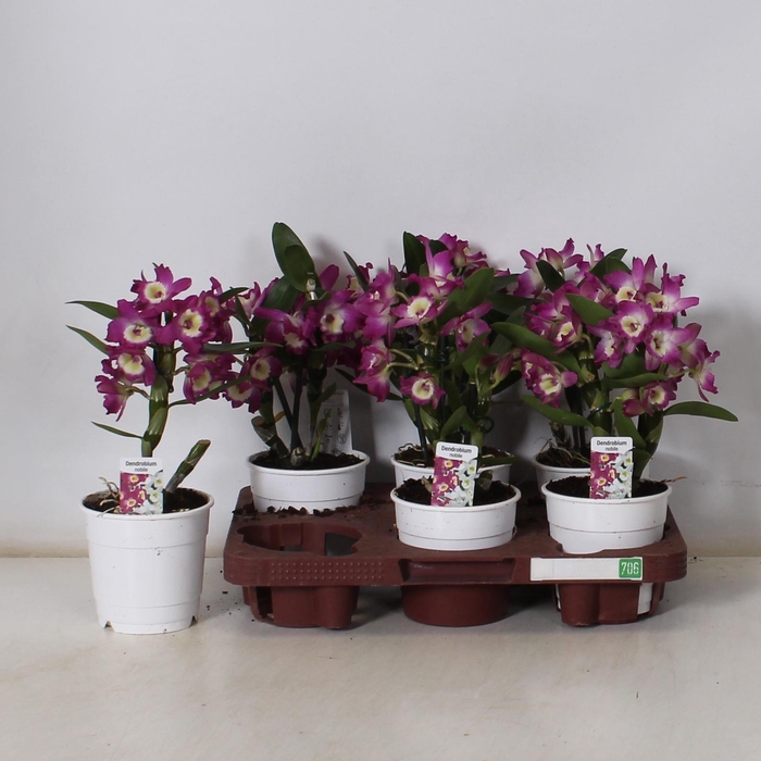 <h4>DEND NOBILE</h4>