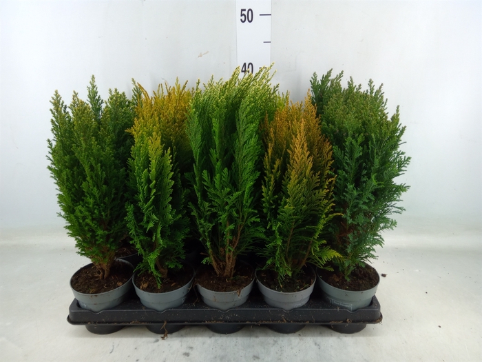 <h4>Conifers   ...mix</h4>