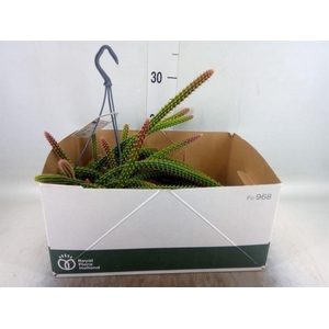 Aporocactus flagelliformis
