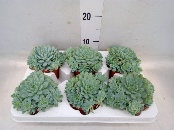 <h4>Echeveria elegans</h4>