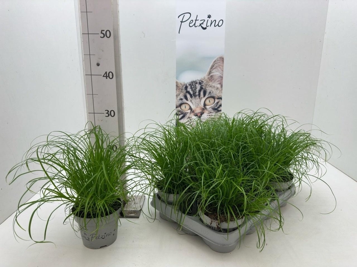 <h4>CYPER ALT ZUMULA</h4>