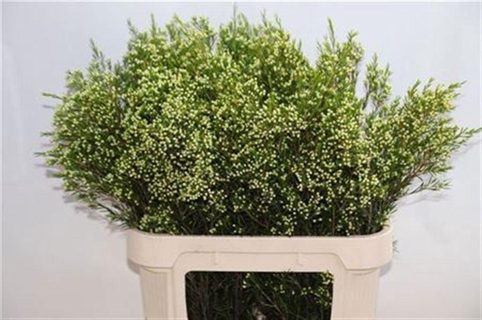 <h4>Chame Un Eve</h4>