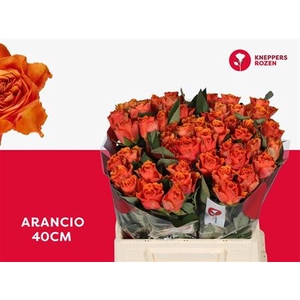 R GR ARANCIO